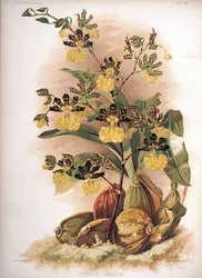 Oncidium tigrinum